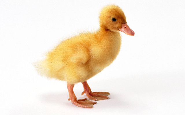 Small duckling white surface light #2 free wallpaper - medium preview image