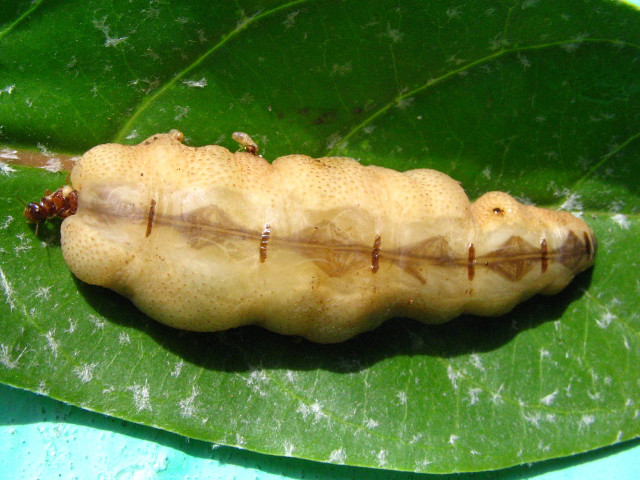 Caterpillar green leaf sunny day free wallpaper - medium preview image
