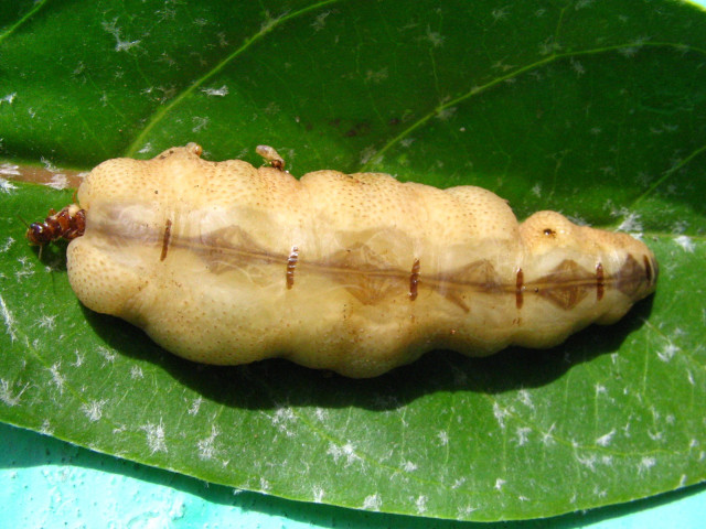 Caterpillar green leaf sunny day #3 free wallpaper - medium preview image