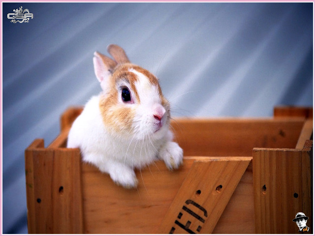 Small rabbit wooden crate blue free wallpaper - medium preview image