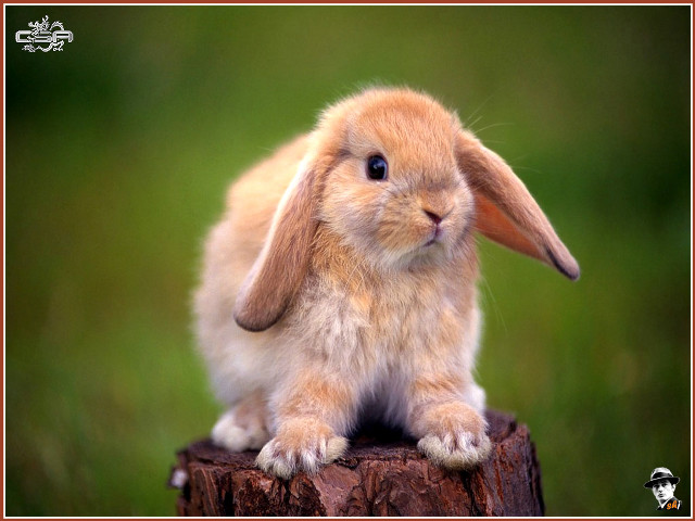 Small rabbit wooden stump grass #3 free wallpaper - medium preview image