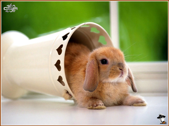 Rabbit cup floor green white free wallpaper - medium preview image