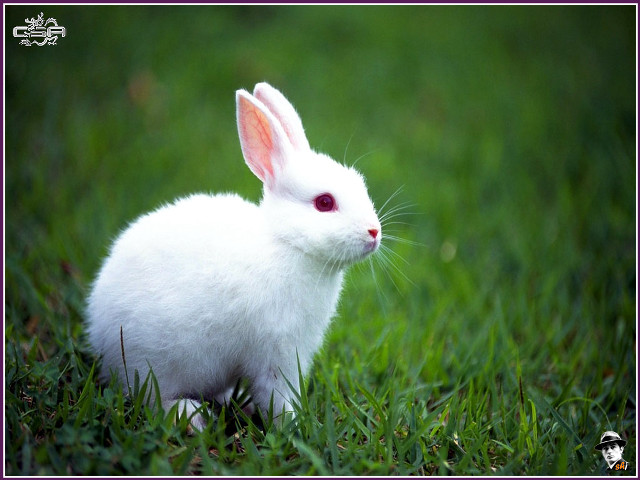 White rabbit grass camera pink free wallpaper - medium preview image
