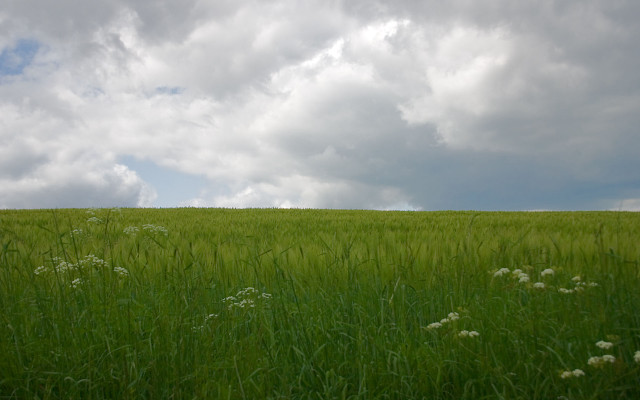 Field grass horse clouds sky free wallpaper - medium preview image
