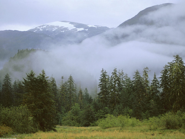 Mountain fog clouds trees field #4 free wallpaper - medium preview image