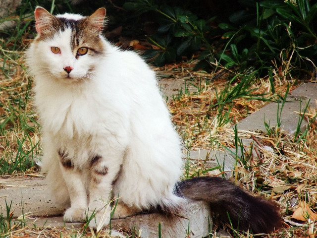 Cat sitting rock grass curious free wallpaper - medium preview image