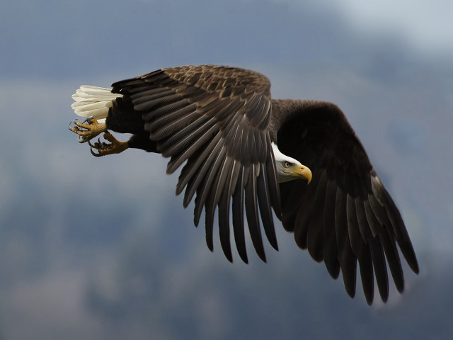 Bald eagle flying wings spread #6 free wallpaper - medium preview image