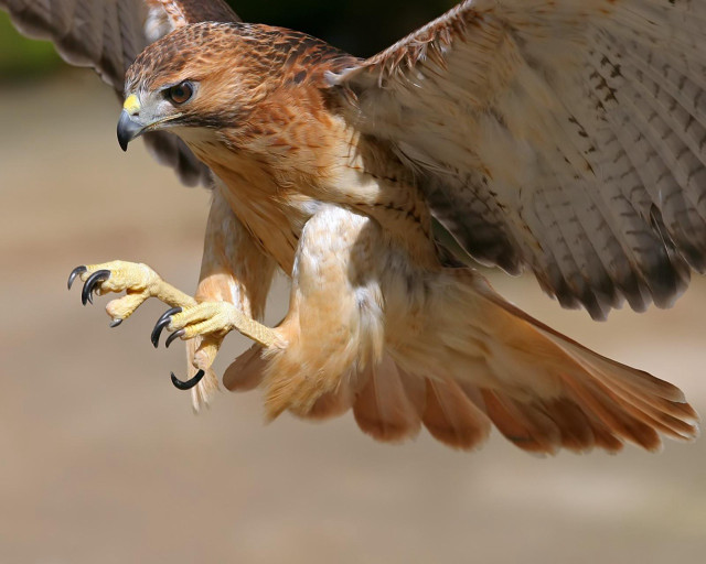 Bird prey wing talon spread free wallpaper - medium preview image