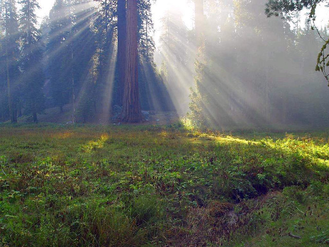 Forest sunbeams large tree grass free wallpaper - medium preview image