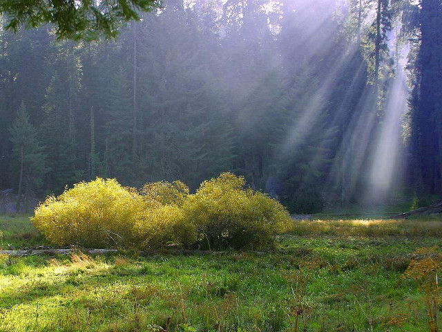 Field bush trees sunlight streaming free wallpaper - medium preview image