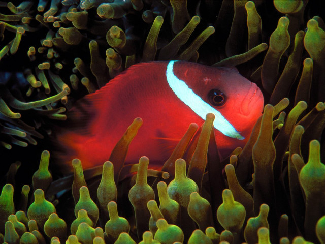 Red white fish anemone green #3 free wallpaper for desktop - medium preview image
