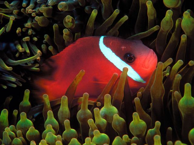 Red white fish anemone green free wallpaper - medium preview image