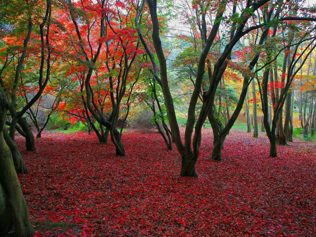 Autumn forest red leaves impressionist free wallpaper - medium preview image