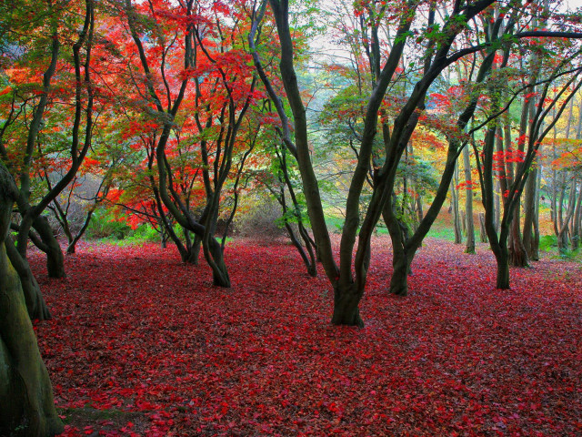 Forest red leaves trees ground #2 free wallpaper - medium preview image