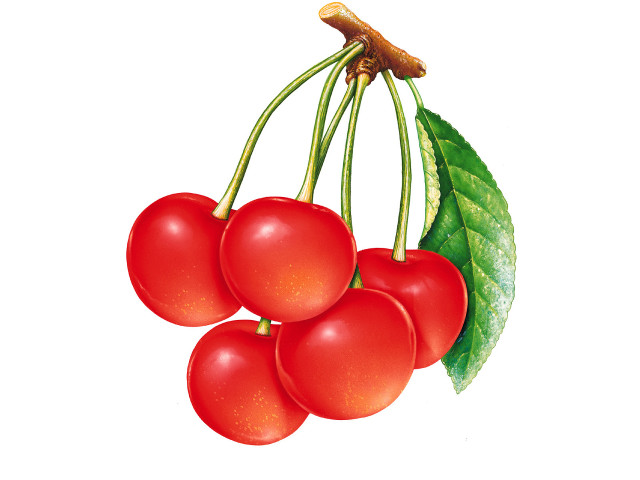 Cherries leaves white background green #2 free wallpaper - medium preview image