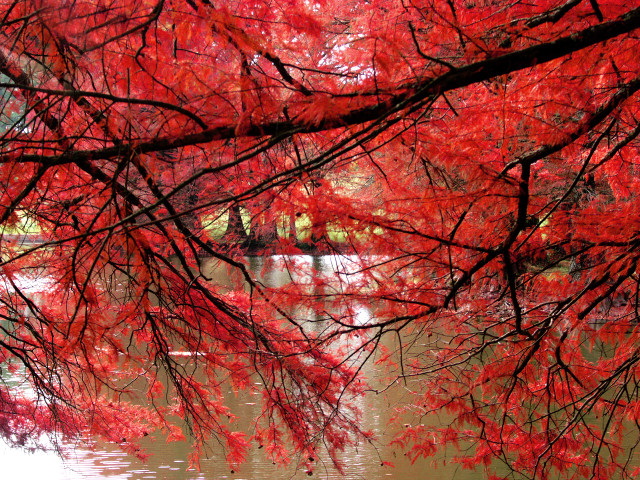 Red tree red leaves river #4 free wallpaper - medium preview image