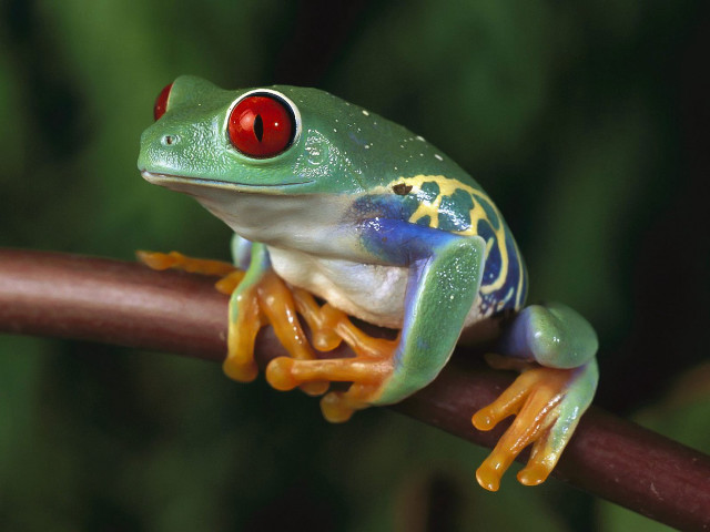 Frog red eye branch green #2 free wallpaper - medium preview image