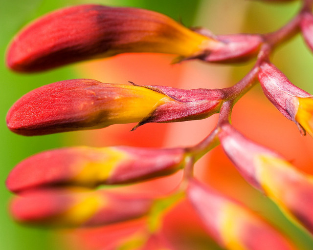 Flower closeup shallowdepth naturalism macro free wallpaper - medium preview image