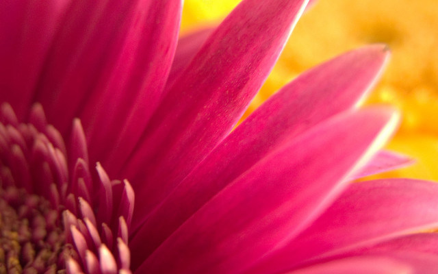 Pink flower yellow background blurry #3 free wallpaper - medium preview image