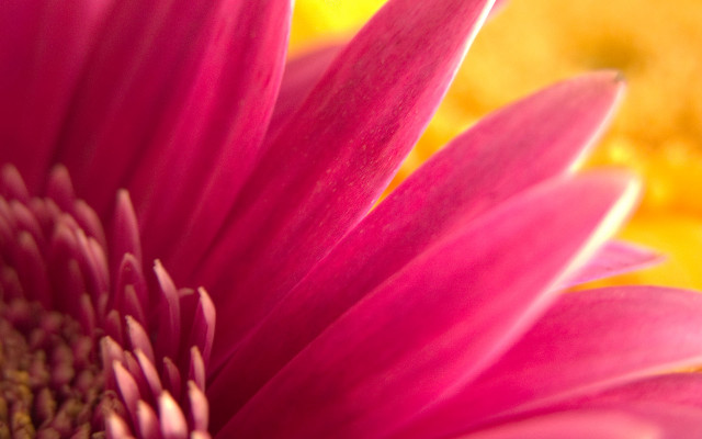 Pink flower yellow background blurry #4 free wallpaper - medium preview image