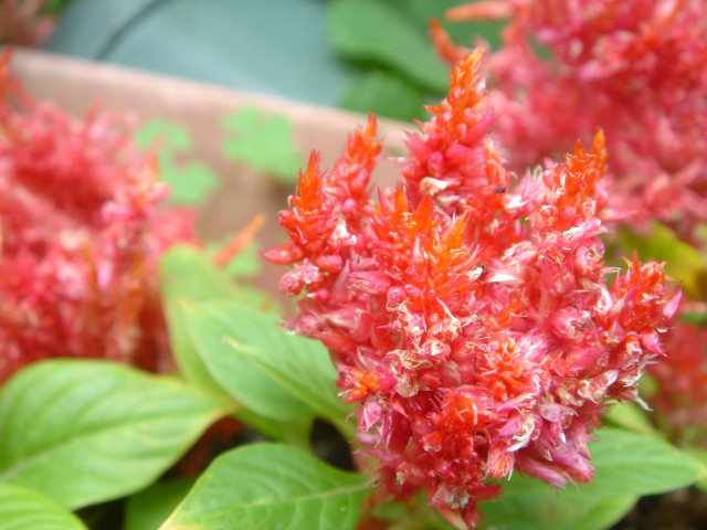 Close up flowers leaves box free wallpaper - medium preview image