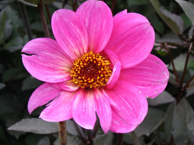 Pink flower yellow center green #11 free wallpaper - medium preview image