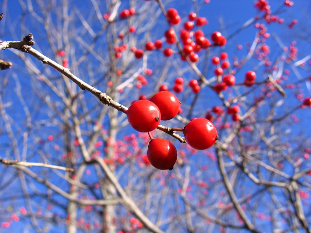 Tree red berries blue sky free wallpaper - medium preview image