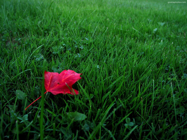 Red leaf green grass rainy #2 free wallpaper - medium preview image
