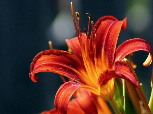 Red yellow flower water droplets #4 free wallpaper - medium preview image