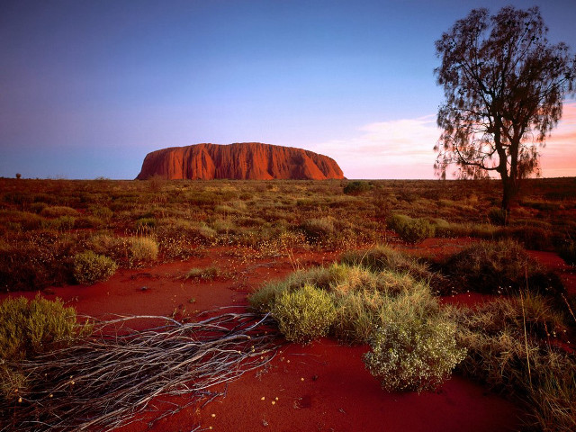 Tree desert rock red dirt free wallpaper - medium preview image