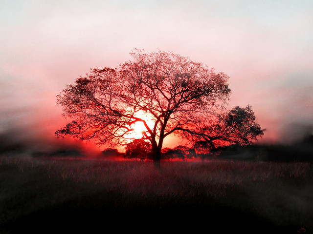 Tree field sunset fog air #3 free wallpaper - medium preview image
