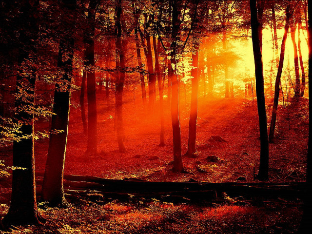 Forest red light trail woods #2 free wallpaper - medium preview image