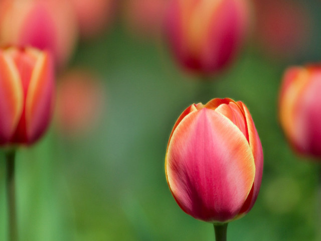 Pink flower close up blurry free wallpaper - medium preview image