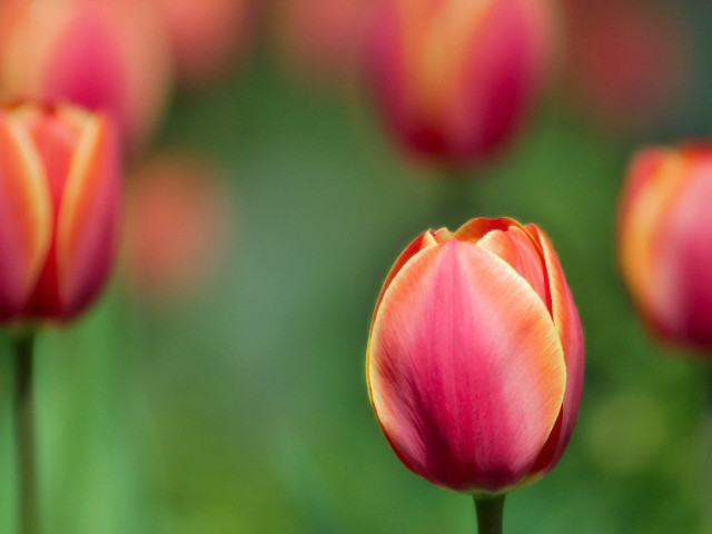 Pink flower close up blurry #2 free wallpaper - medium preview image