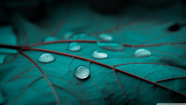 Green leaf water droplets macro #31 free wallpaper - medium preview image