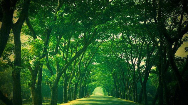 Road trees green field scenery free wallpaper - medium preview image