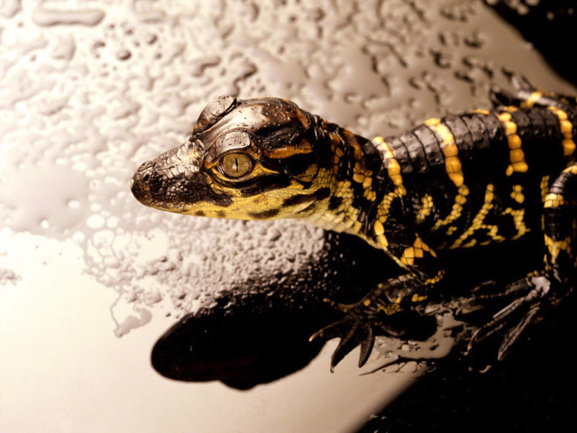 Yellow black lizard water puddle free wallpaper - medium preview image