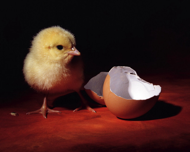 Small chicken egg shell red #2 free wallpaper - medium preview image
