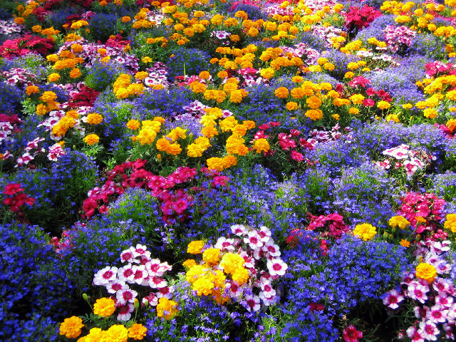 Colorful flowers field blue sky free wallpaper - medium preview image