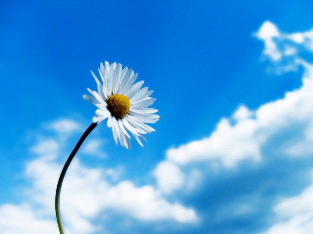 Daisy blue sky clouds foreground #4 free wallpaper - medium preview image