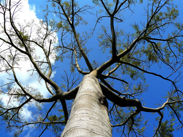Tall tree bare branches blue free wallpaper - medium preview image