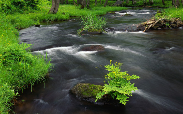 River lush forest trees rocks #2 free wallpaper - medium preview image