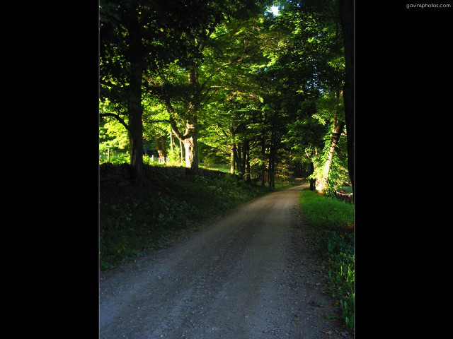 Road bear forest trees night free wallpaper - medium preview image