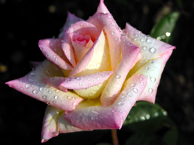 Pink rose water droplets petals #2 free wallpaper - medium preview image