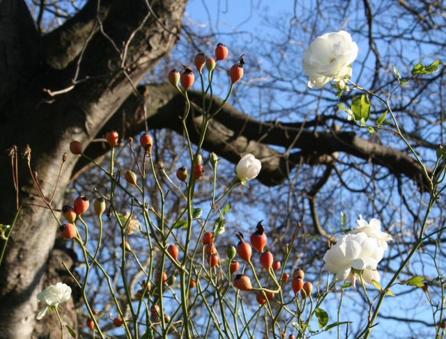Tree white flowers red berries #2 free wallpaper - medium preview image