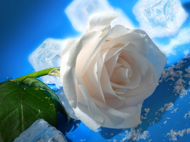 White rose blue surface ice free wallpaper - medium preview image
