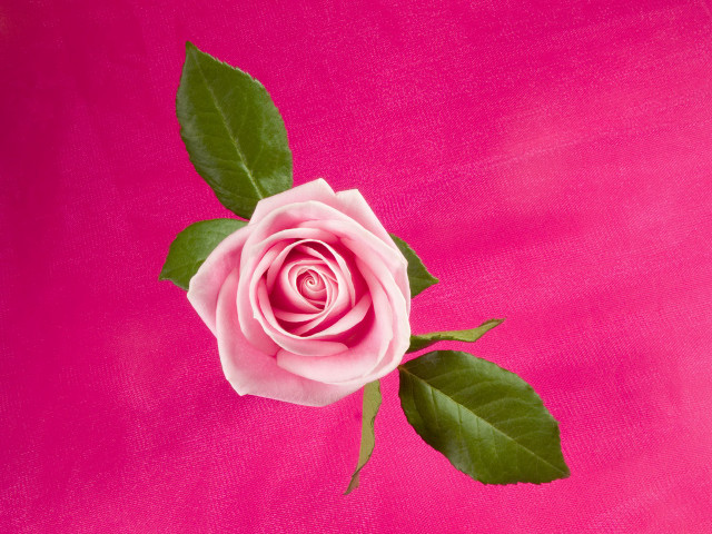 Pink rose green leaves shadow free wallpaper - medium preview image