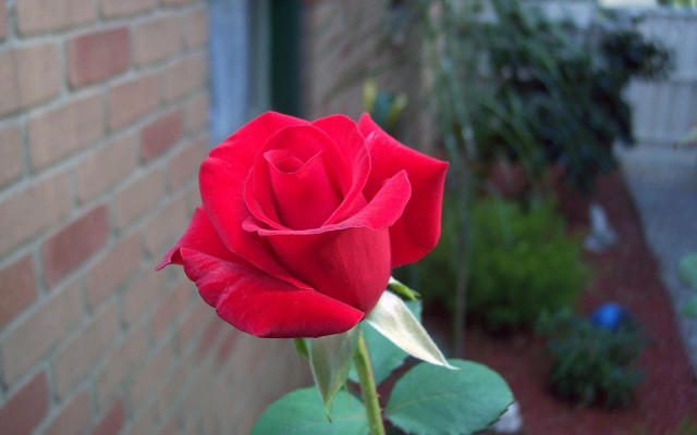 Red rose blooming brick wall free wallpaper for desktop - medium preview image