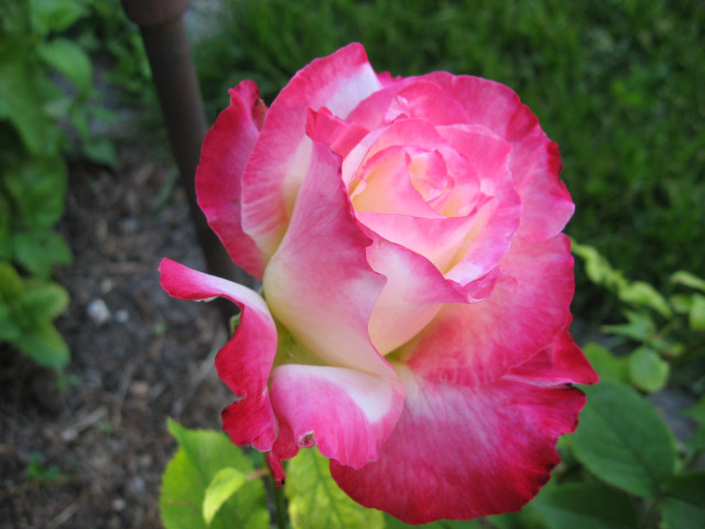 Pink white rose garden green #2 free wallpaper - medium preview image