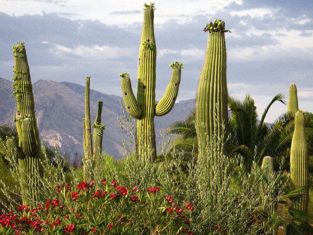 Cactus group mountains background large #3 free wallpaper - medium preview image